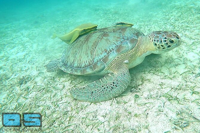 Afternoon Snorkel, Pizza & Sunset Tour departing from St. Thomas & St. John - The crew is the main reason people enjoy it