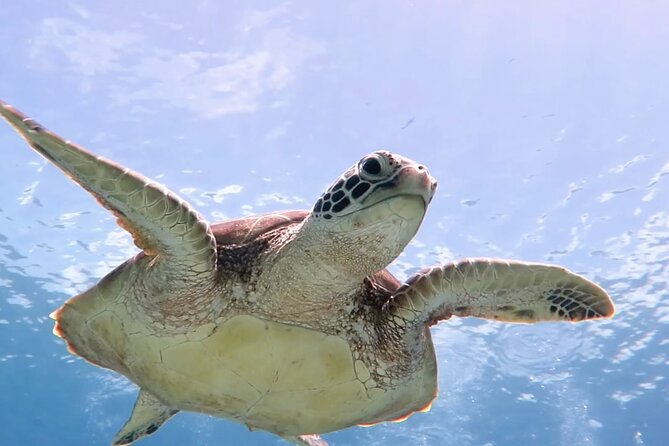 Cas Cay - Kayak Hike and Snorkel Adventure - Quick take: what makes this outing worth considering