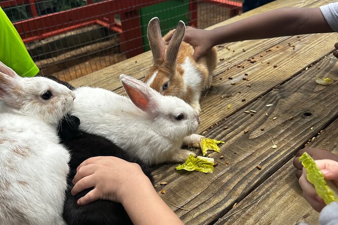 Connors Farms Petting Zoo - Who Will Enjoy This Tour Most?