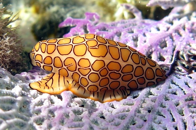 Coral Reef and Turtle Discovery Kayak and Snorkel Tour - Snorkeling above a colorful coral reef