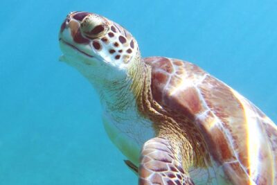 Coral Reef and Turtle Discovery Kayak and Snorkel Tour