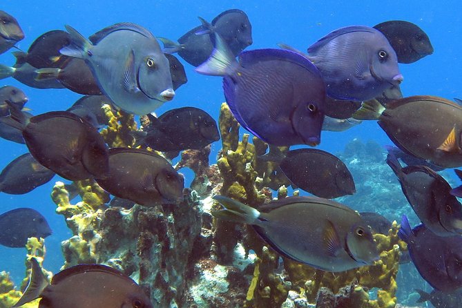 Coral Reef and Turtle Discovery Kayak and Snorkel Tour - Swimming with sea turtles at the second stop