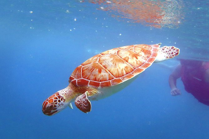 Coral Reef and Turtle Discovery Kayak and Snorkel Tour - The guide’s local stories add real value