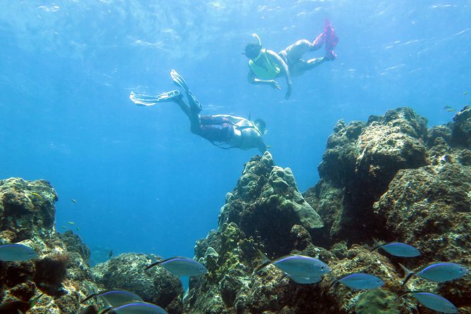 Coral Reef and Turtle Discovery Tour - Key points at a glance