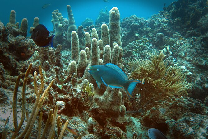 Coral Reef and Turtle Discovery Tour - Lunch from the cooler