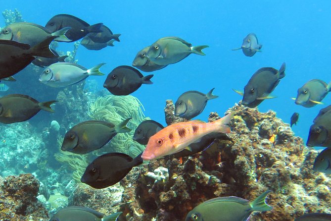 Coral Reef and Turtle Discovery Tour - Second snorkel: the sea turtle habitat