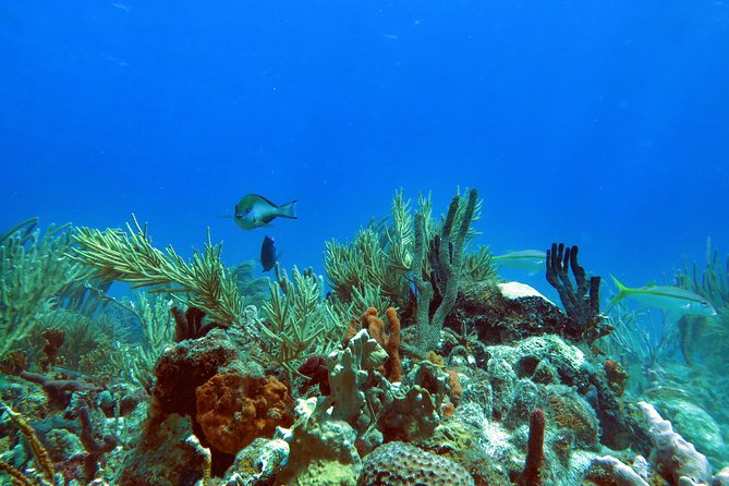 Coral Reef and Turtle Discovery Tour - Learning the kayak before leaving shore