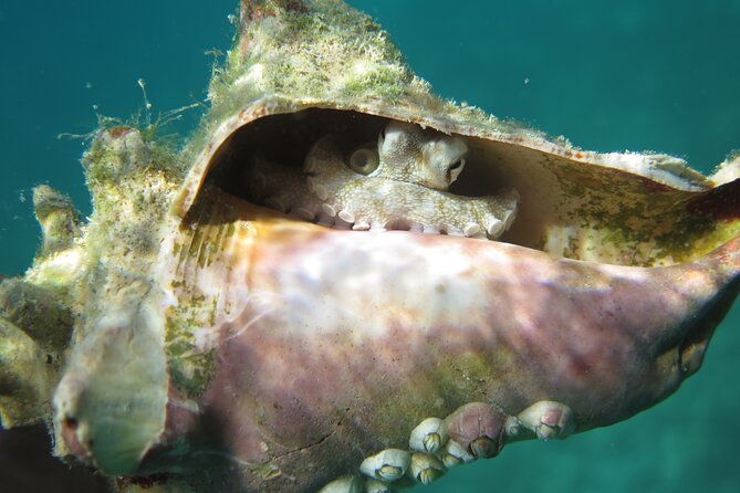 Coral Reef and Turtle Kayak Excursion - Lunch From The Cooler