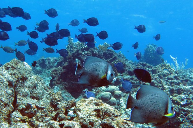 Coral Reef and Turtle Kayak Excursion - What The Small Group Changes