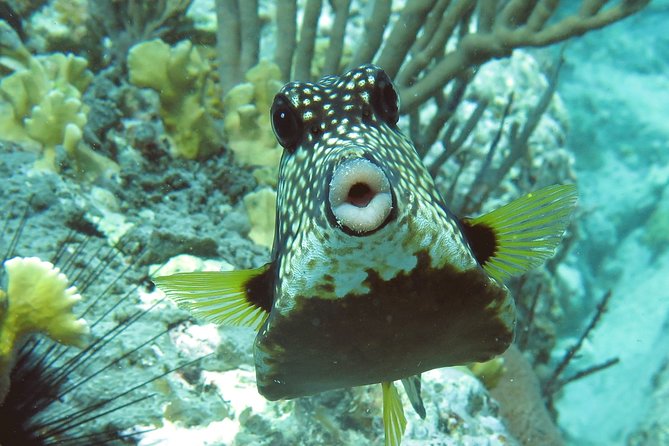 Coral Reef and Turtle Kayak Excursion - Fitness, Weight, And Weather Rules