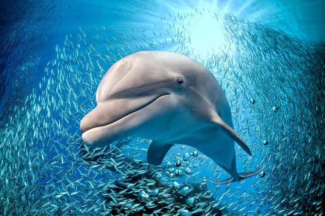 Coral World Ocean Park General Admission Ticket - What the $29 ticket actually gives you