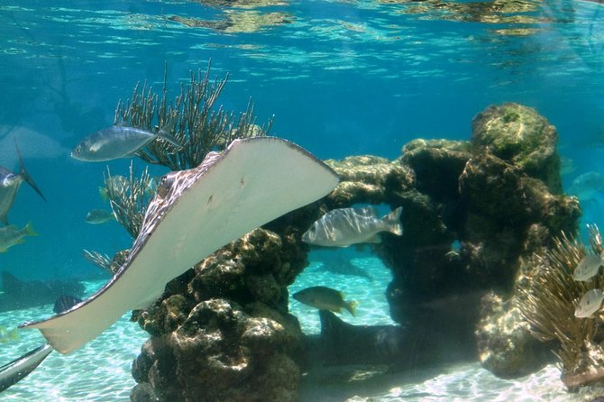 Coral World Ocean Park General Admission Ticket - The undersea observatory and open-air reef