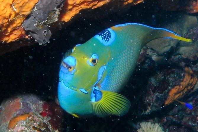 Discover Scuba Diving with No Certification in St Thomas - Who Will Enjoy This Most?