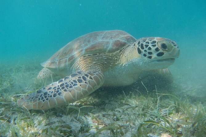 Full Day Private Charter, Snorkel St. John (12 guests, 55’ yacht) - What the crew adds to the experience