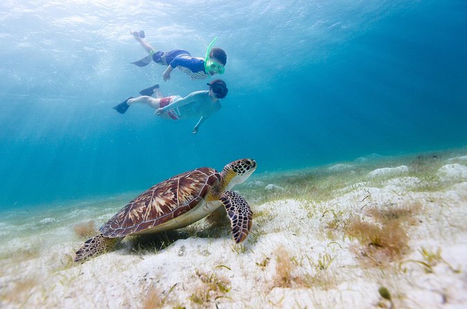 Full or Half Day Private Power Catamaran- USVI Beach and Snorkel - Maho Bay for sea turtles