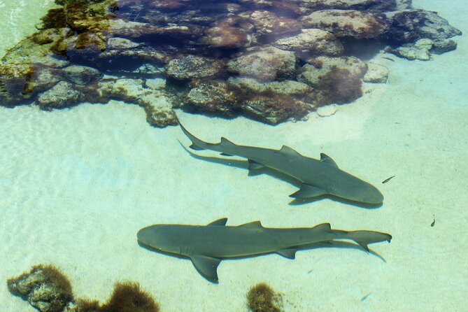 Guided Tour of Coral World Ocean Park & Happy Hour - Key points to know before you book