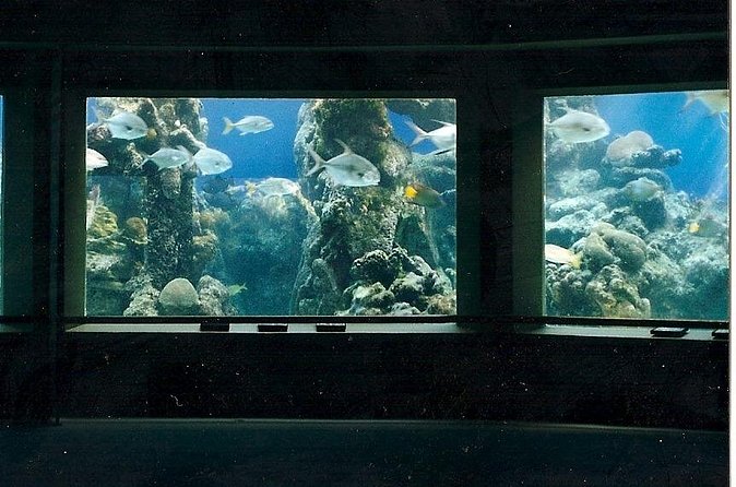 Guided Tour of Coral World Ocean Park & Happy Hour - Is $60 a fair price?