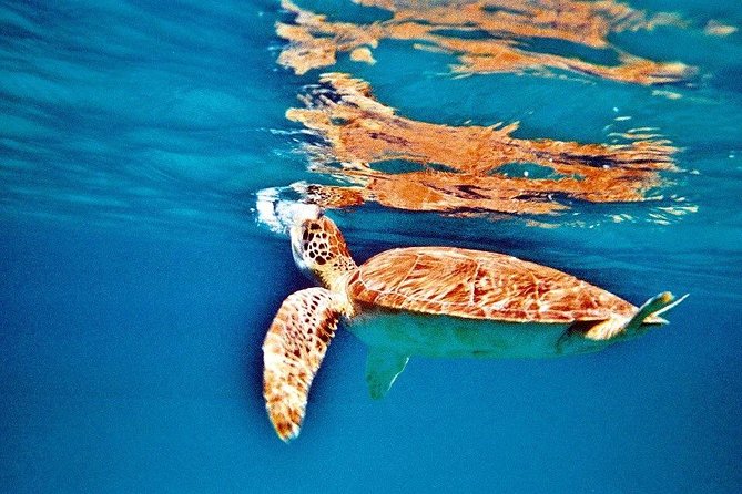 Half Day Sail and Snorkel with the Turtles - Is $140 a fair price?