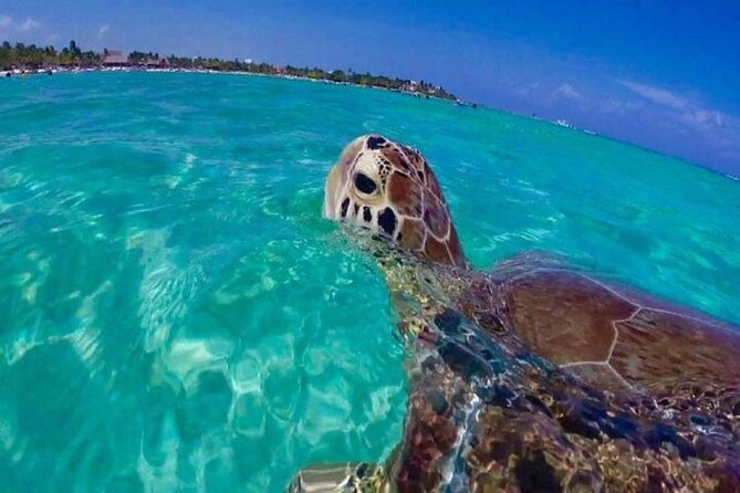 Half Day Snorkeling Tour from Margaritaville - Meeting at Margaritaville at 11:00 a.m.