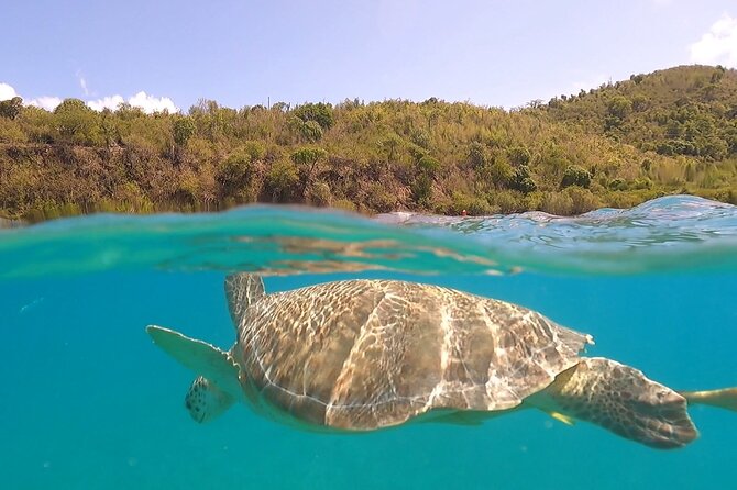 Half or Full-Day Private Boat Charter from St. John or St. Thomas - Key things to know before you book