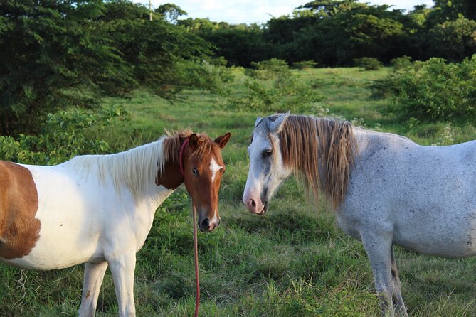 Horseback Riding Experience - Learning About Plants, Fruit, and Island Life