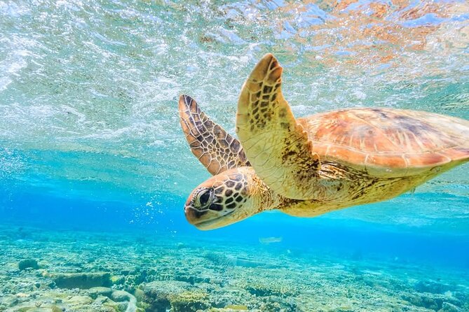 I Like Turtles Private Sailing and Snorkeling from Sapphire - Key points to know before you book
