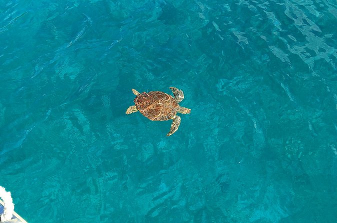 I Like Turtles Private Sailing and Snorkeling from Sapphire - The value of a private boat for six