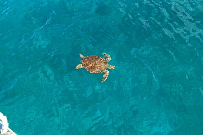 I Like Turtles Private Sailing and Snorkeling from Sapphire - Practical planning for your day