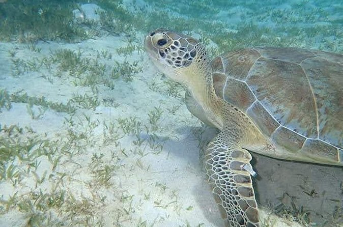 I Like Turtles Private Sailing and Snorkeling from Sapphire - The balance between sailing and snorkeling