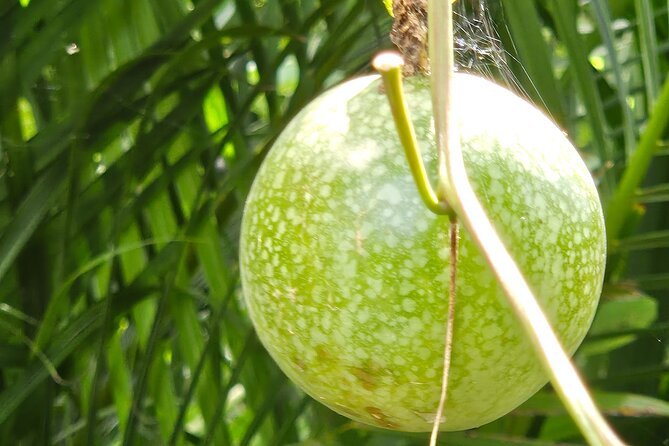 Island Eco Farm Tour with Local Treats and Sapphire Beach Time - Sapphire Beach: two hours to slow down