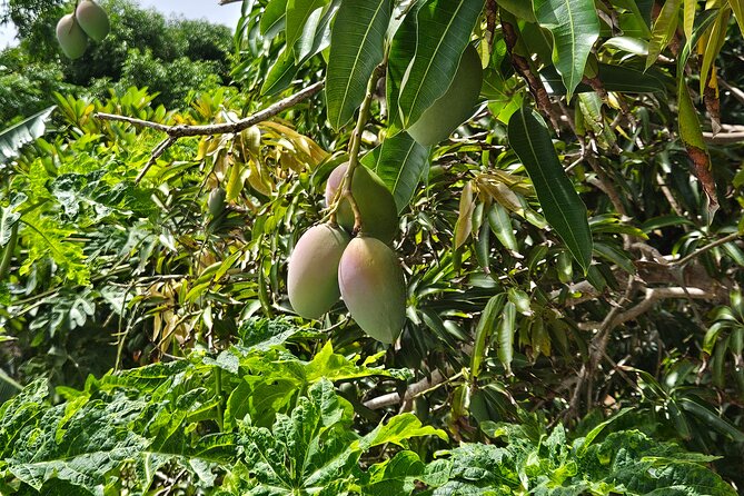 Island Eco Farm Tour with Local Treats and Sapphire Beach Time - Timing, weather, and practical planning