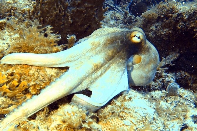 Island Wreck and Reef Scuba Excursion - Second site: a reef in clear Caribbean water