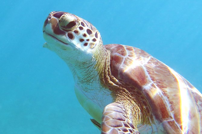 Kayak and Sea Turtle Snorkel with Beach Break - Lunch, snacks, and the value of the $139 price