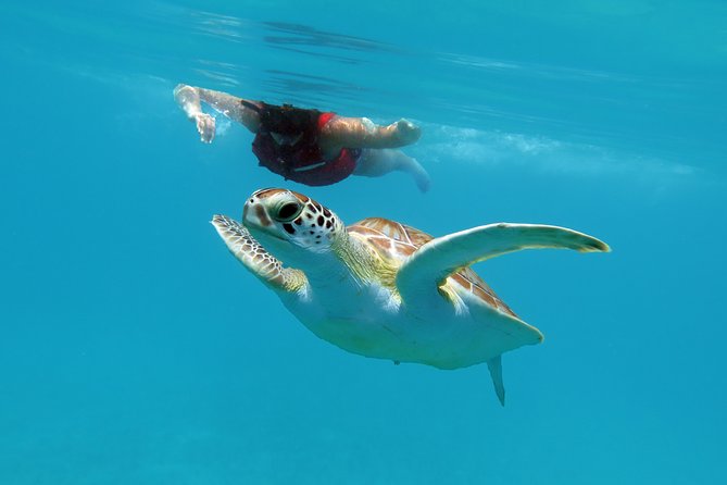Kayak and Sea Turtle Snorkel with Beach Break - Who will enjoy this four-hour outing