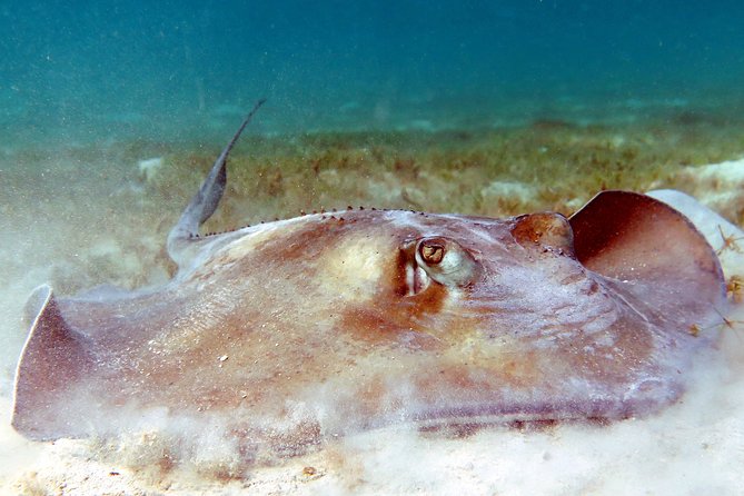 Kayak and Sea Turtle Snorkel with Beach Break - Practical planning for cruise days and weather