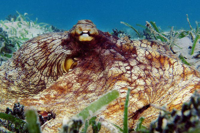 Kayak and Sea Turtle Snorkel with Beach Break - Starting at Emerald Beach Resort