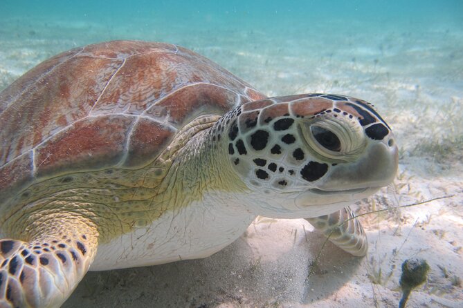 Kayak & Snorkel with Sea Turtles, National Park, St. John - Why this tour gives you a real taste of St. John