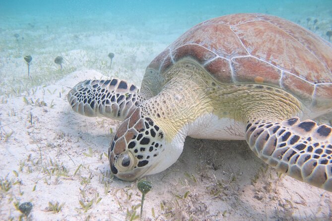 Kayak & Snorkel with Sea Turtles, National Park, St. John - Guide style, group feel, and a few rough edges