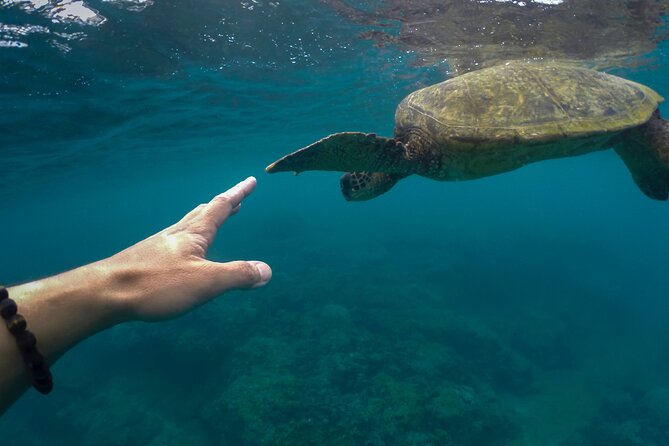 Maho Bay Turtle Snorkel with Lunch and Bar at Frenchman's Reef - Booking details and the one caution I would keep in mind