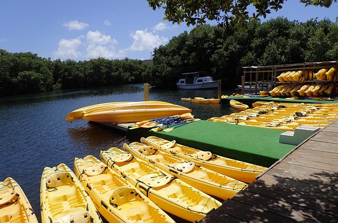 Mangrove Lagoon Kayak Rental in St Thomas - Snorkeling beside the roots