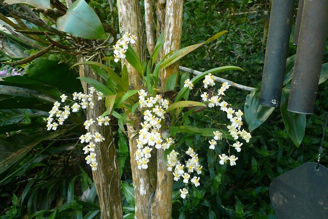 Nature and Sightseeing at Phantasea Tropical Botanical Garden - Who will enjoy this garden most?