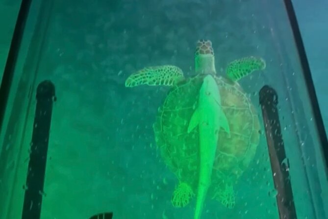 Night Kayak Tour St. Thomas - Westin Frenchman's Reef - Is $69 a fair price?