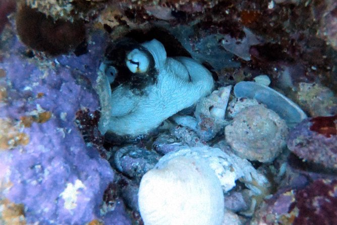 Private Full Day Guided Snorkeling or Diving Charter in St Thomas - Starting at Saga Haven Marina at 8:30