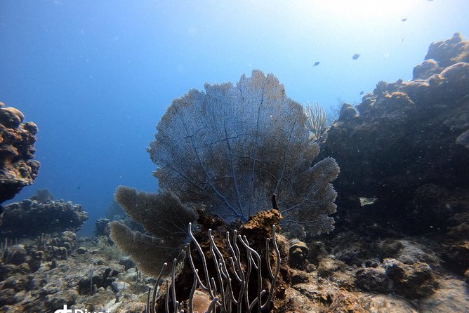 Private Full Day Guided Snorkeling or Diving Charter in St Thomas - How the private format changes the day