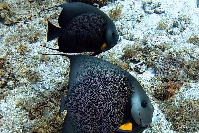 Private Full Day Guided Snorkeling or Diving Charter in St Thomas - What to pack and what to clarify