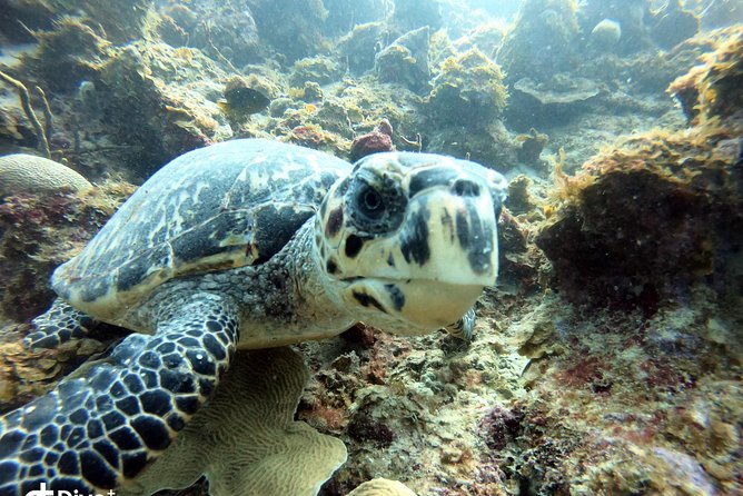Private Full Day Guided Snorkeling or Diving Charter in St Thomas - Taking a lunch break at Secret Harbour