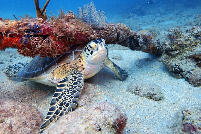 Private Half-Day Guided Snorkeling Charter in St. Thomas - Christmas Cove: a lively first stop