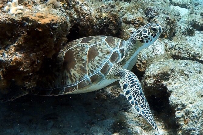 Private Half-Day Guided Snorkeling Charter in St. Thomas - Gear, drinks, and the small comforts