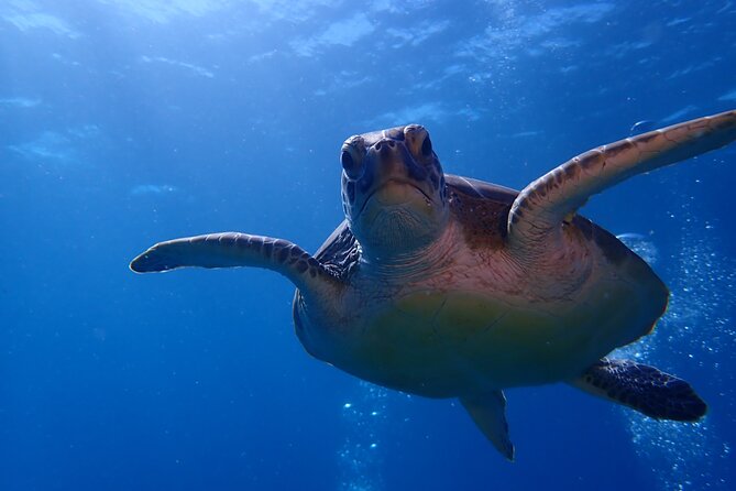Private Half-Day Guided Snorkeling Charter in St. Thomas - What the four hours really include