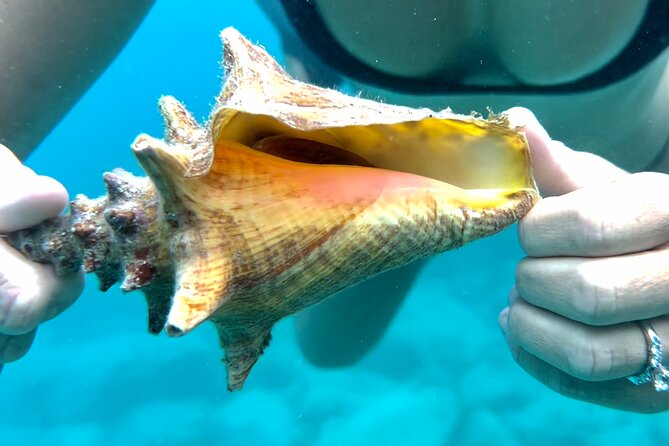 Private Luxury Catamaran Half Day Charter - Turtle Cove and Buck Island Wildlife